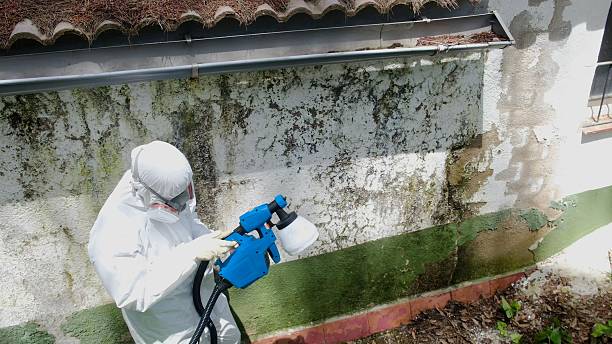 Trusted Attic Mold Removal service in Colts Neck, NJ - Cheap Mold Removal